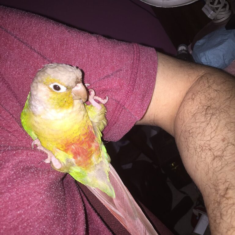 Pineapple Conure: Cost, Lifespan and What Owners Should Expect