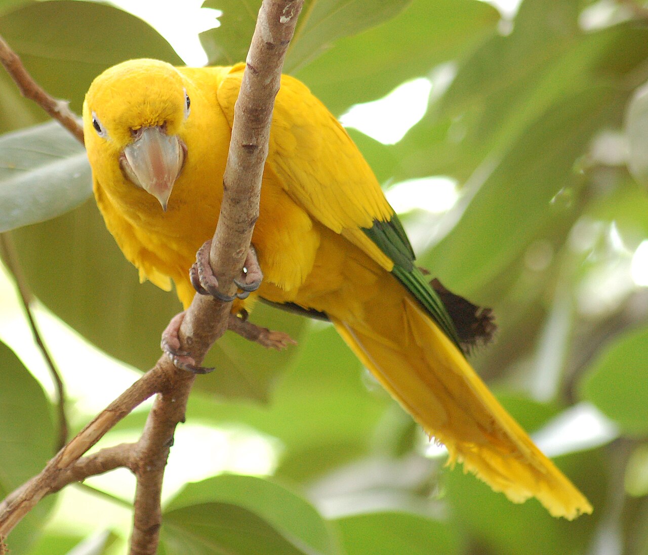 How to Identify a Pineapple Conure