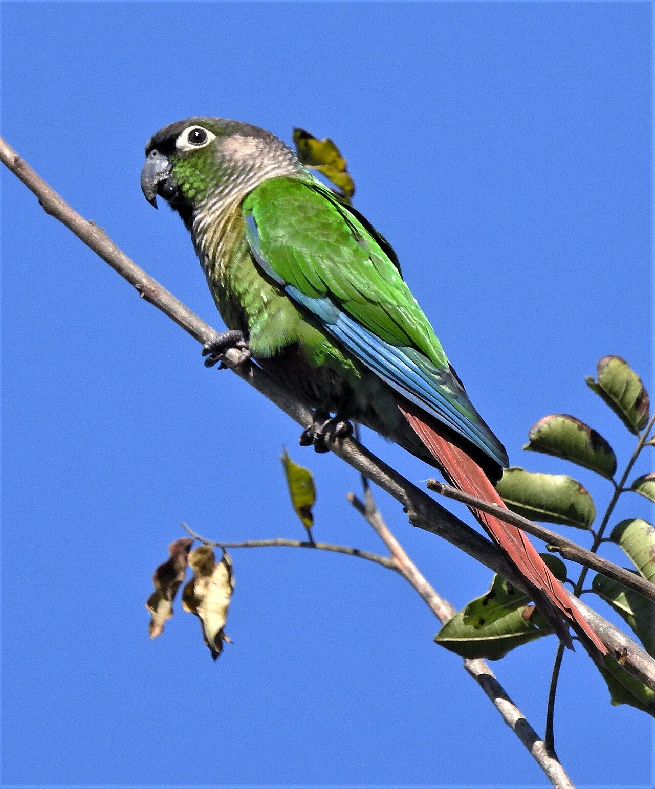 Are Pineapple Conures Good Pets?
