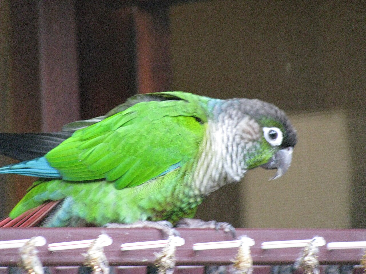 Can a Pineapple Conure Talk?