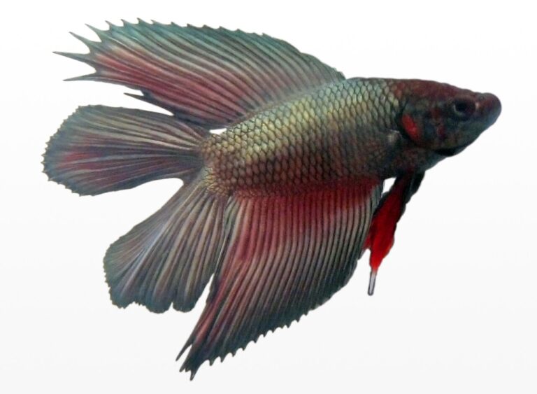 Pink Betta Fish: Why Most Are Not Actually Pink, and What to Buy