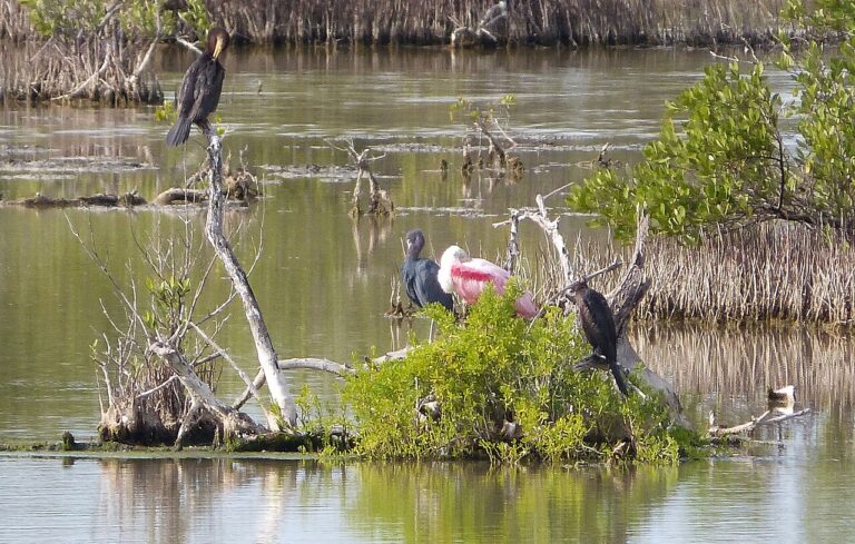 Pink Bird: Identifying Flamingos, Spoonbills, and Finches