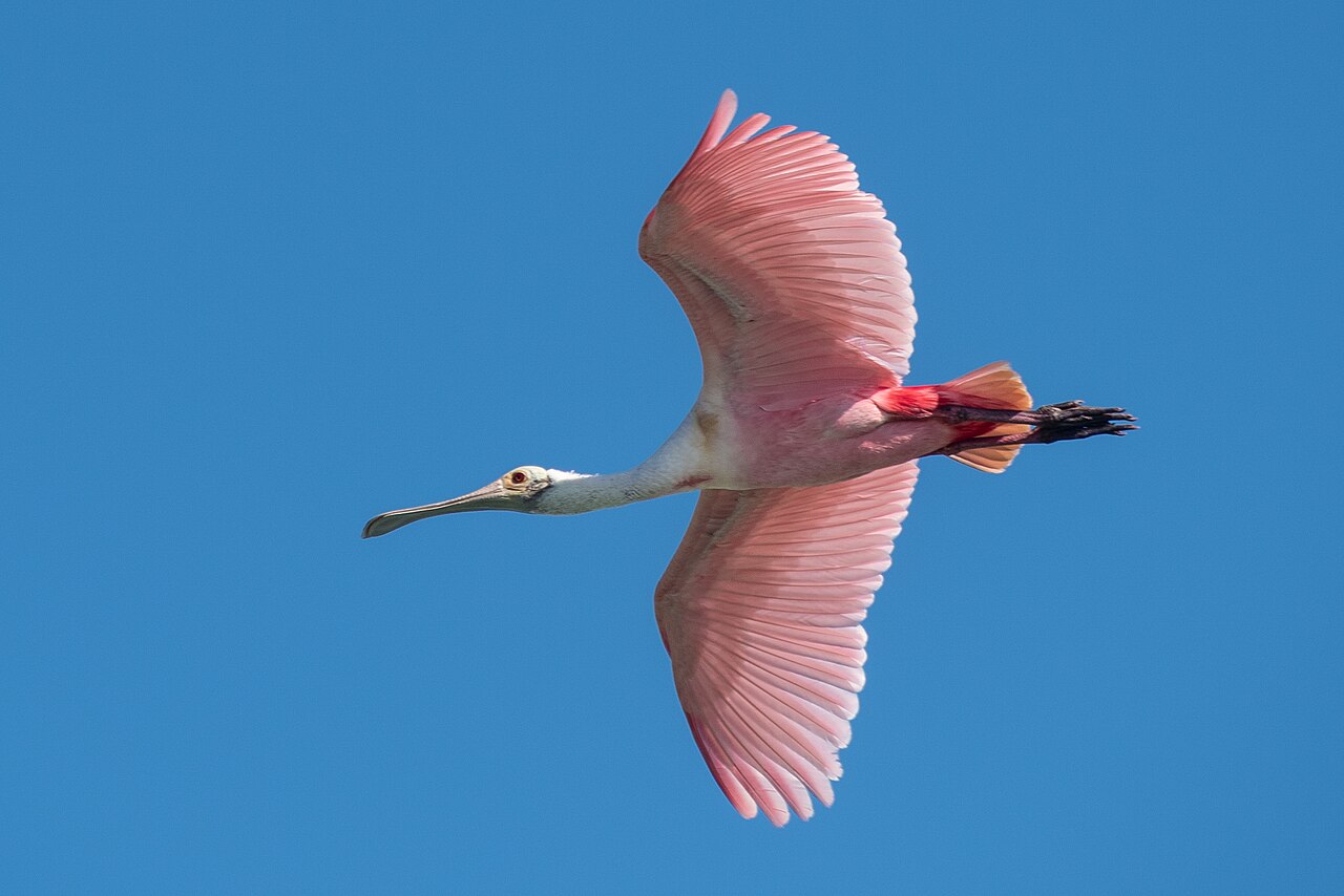 What Bird Is Completely Pink?