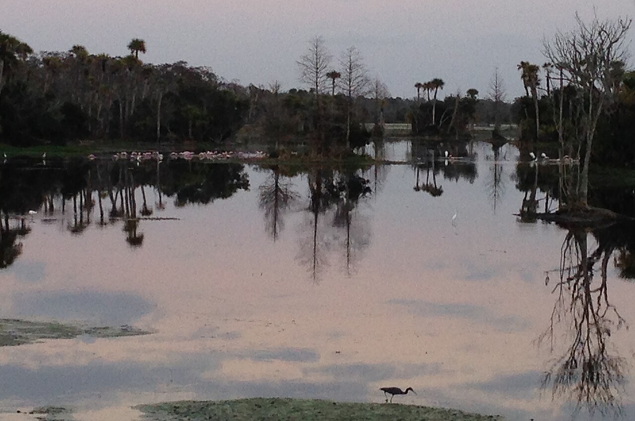 What Bird Is Often Mistaken for a Flamingo?