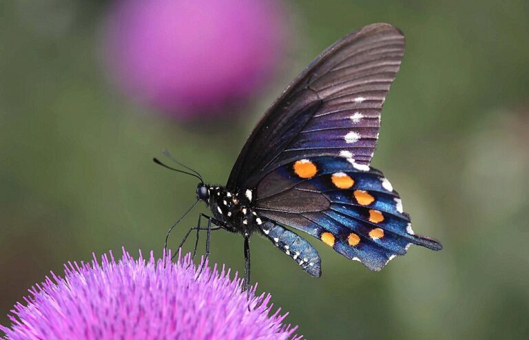 Pipevine Swallowtail Butterfly: The Toxic Original