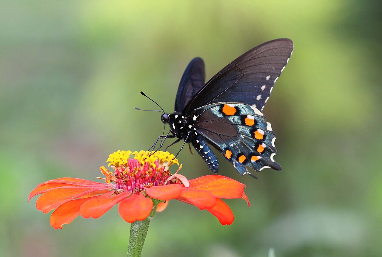 Is the Pipevine Swallowtail Poisonous?