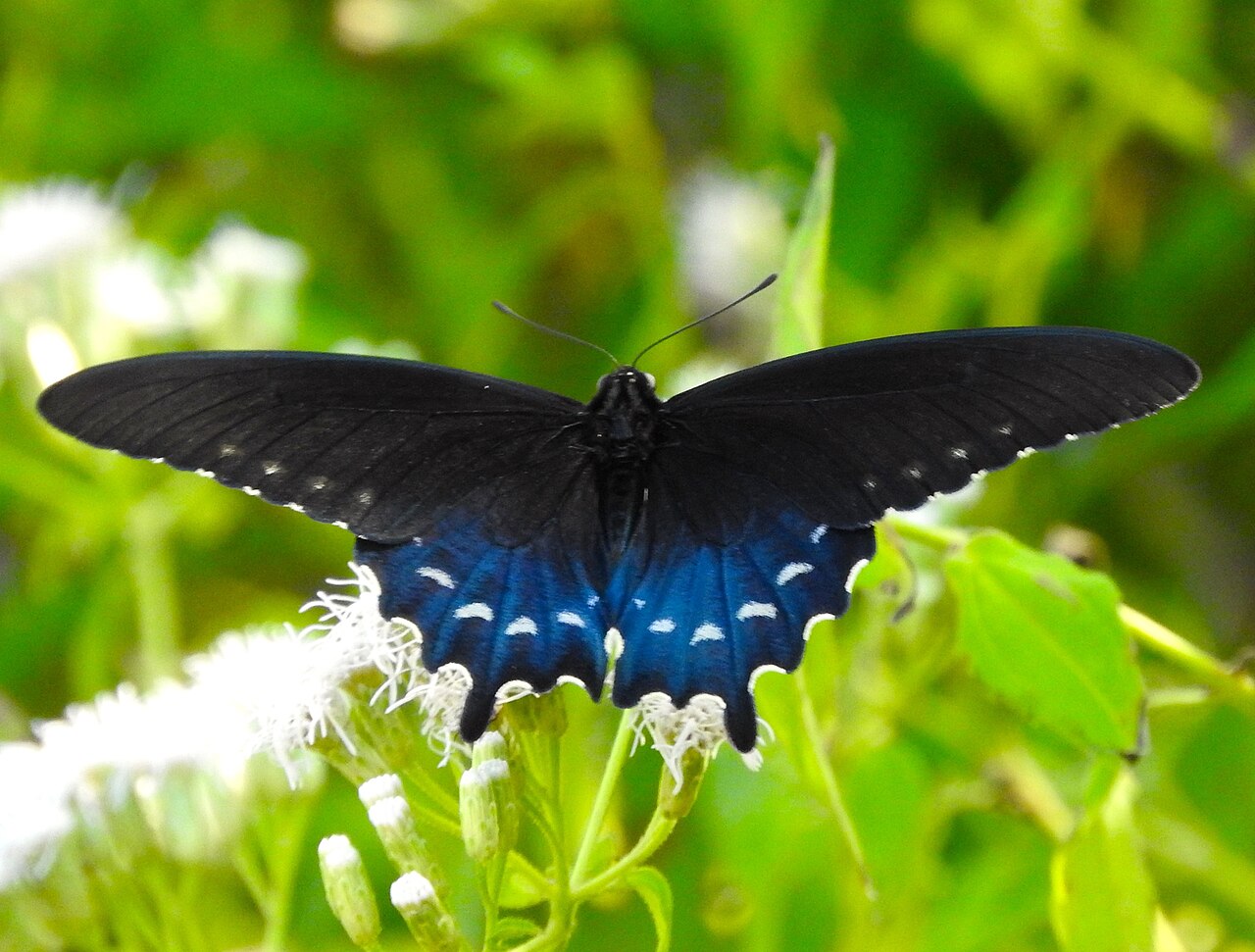 What Butterflies Mimic It?