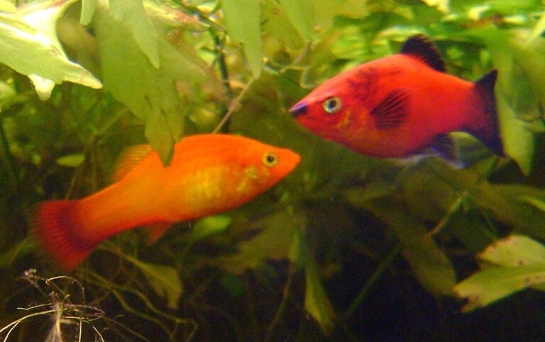 Platy Fish Care: Tank Size, Breeding and How Many to Keep