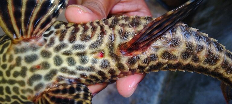 Pleco Fish Care: Tank Size, Diet, and 6 Species That Stay Small