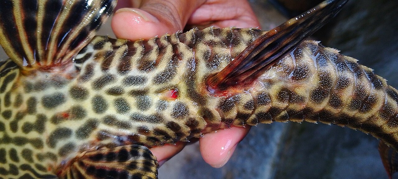 Pleco Fish Care: Tank Size, Diet, and 6 Species That Stay Small