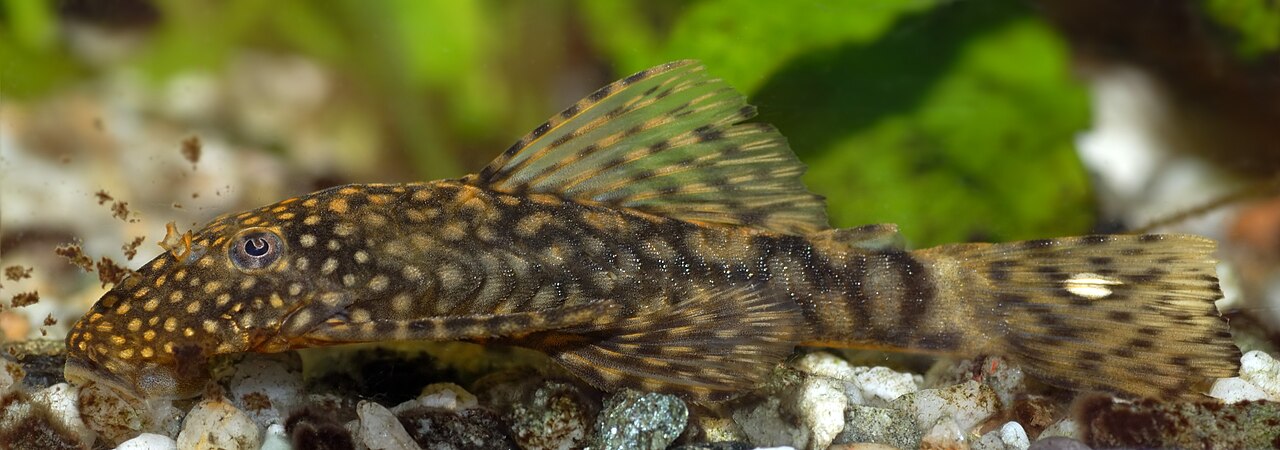 How Big Will a Pleco Fish Get?