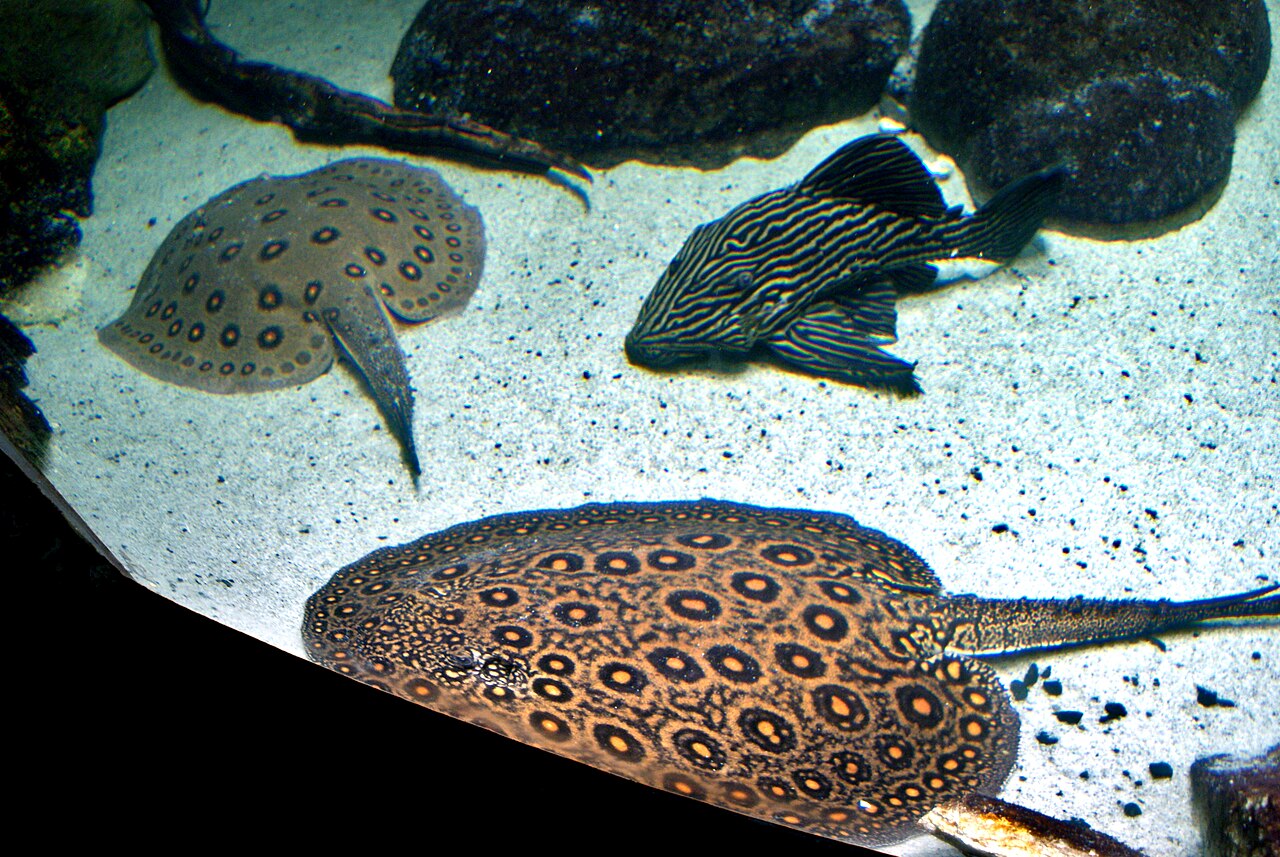 Are Plecos Good for Your Fish Tank?