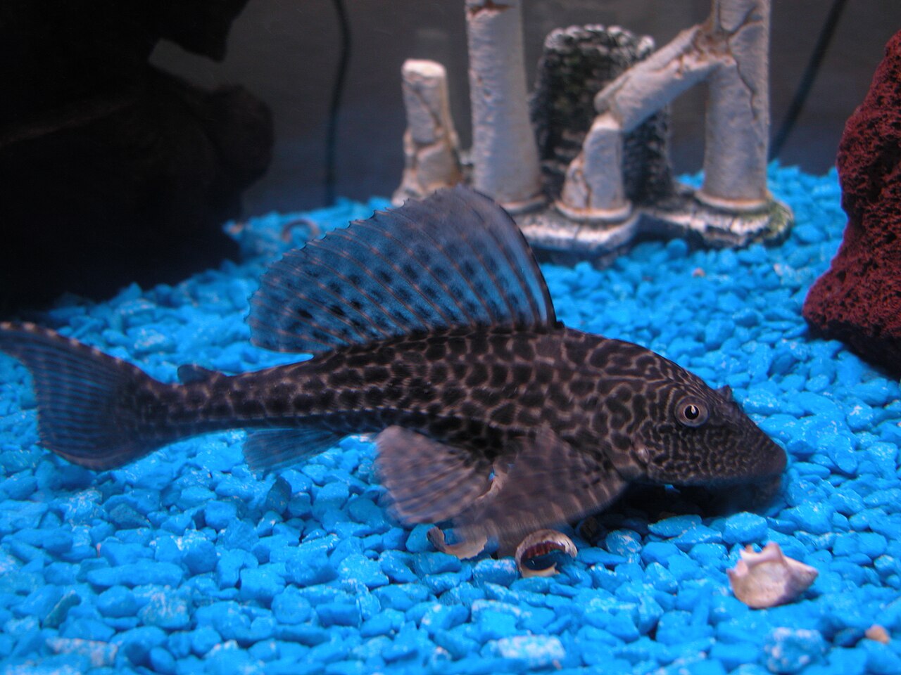 Why Are Plecos Bad?
