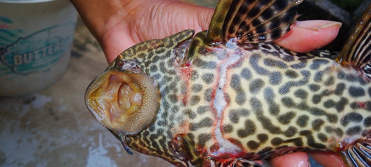 Pleco Species That Stay Small