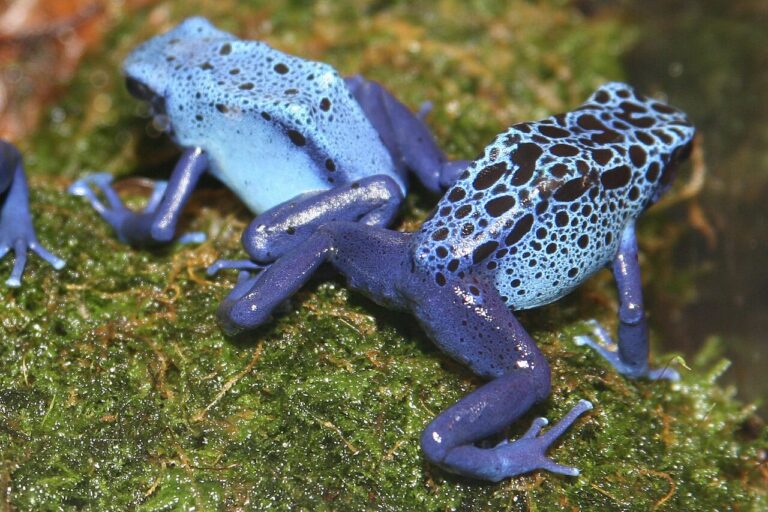 Poison Dart Frog: How Toxic They Really Are, Species by Species
