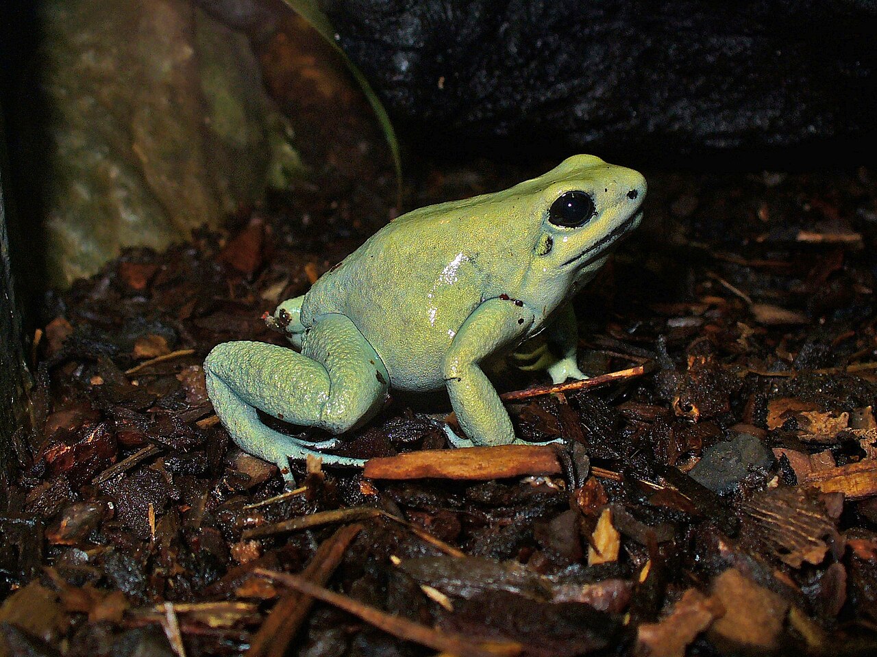 What Happens If I Touch a Poison Dart Frog?