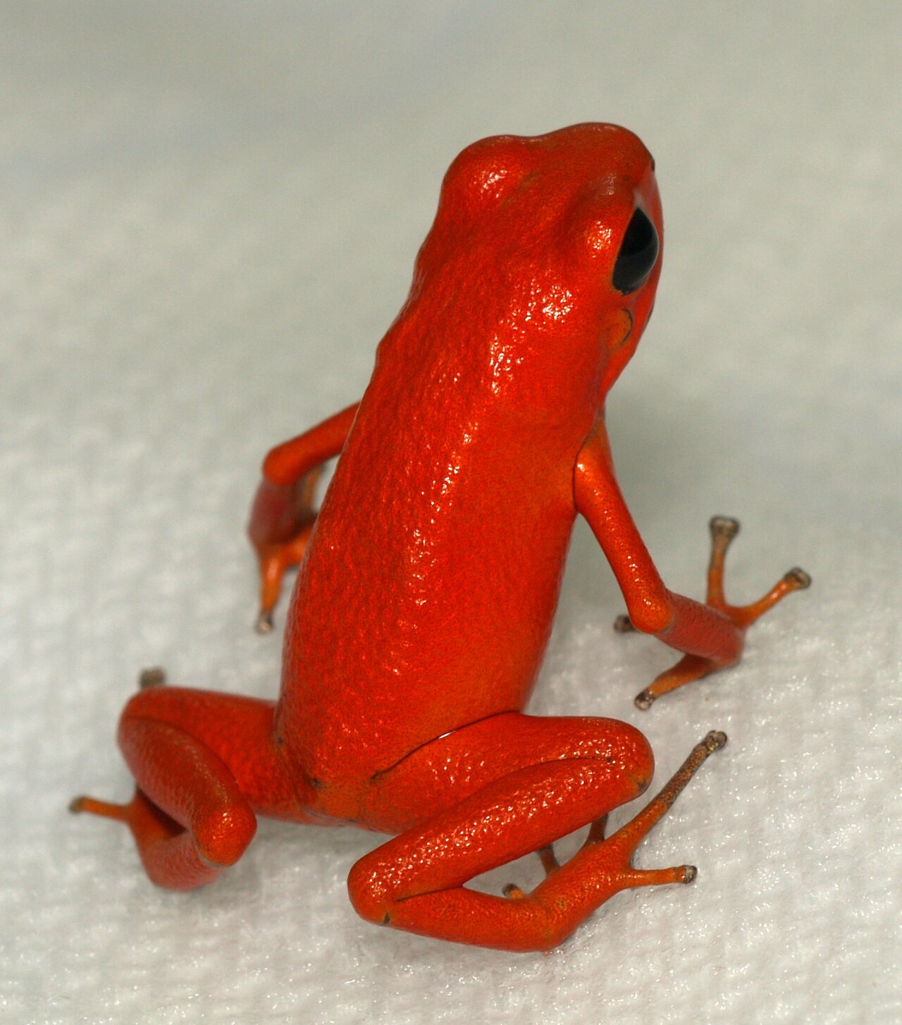 Are Dart Frogs Poisonous to Humans?