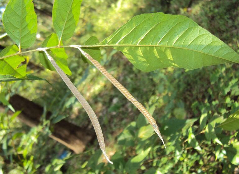 Praying Mantis Eggs: What the Case Is and When It Hatches