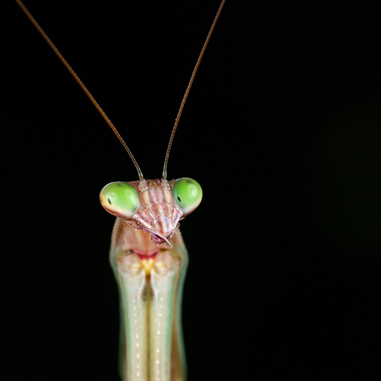 How Long Does a Praying Mantis Egg Take to Hatch?