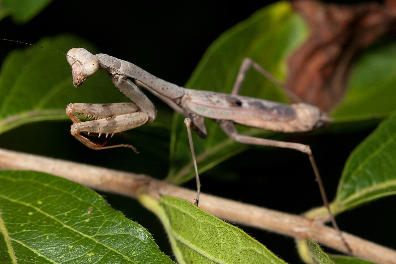 What to Do If You Find a Praying Mantis Egg Sack
