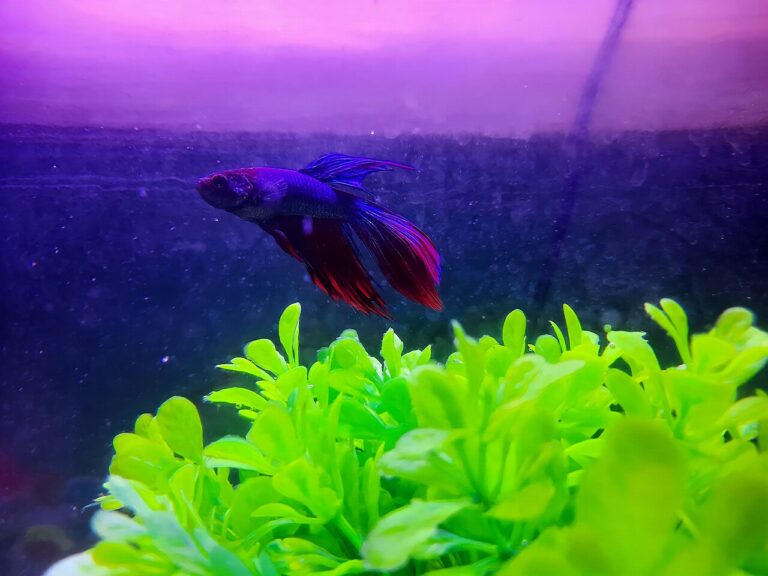 Purple Betta Fish: Why True Purple Is So Rare and What You Actually Get