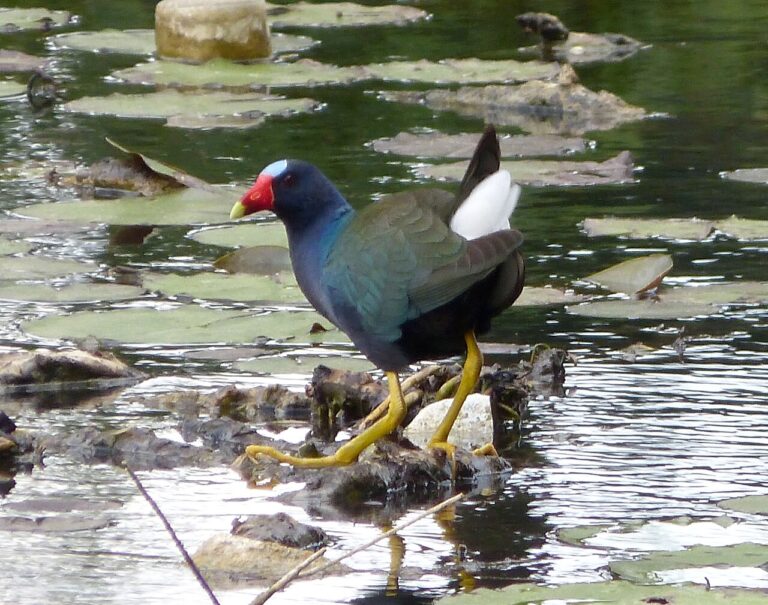 Purple Bird: 11 Species With Purple Feathers and What Counts