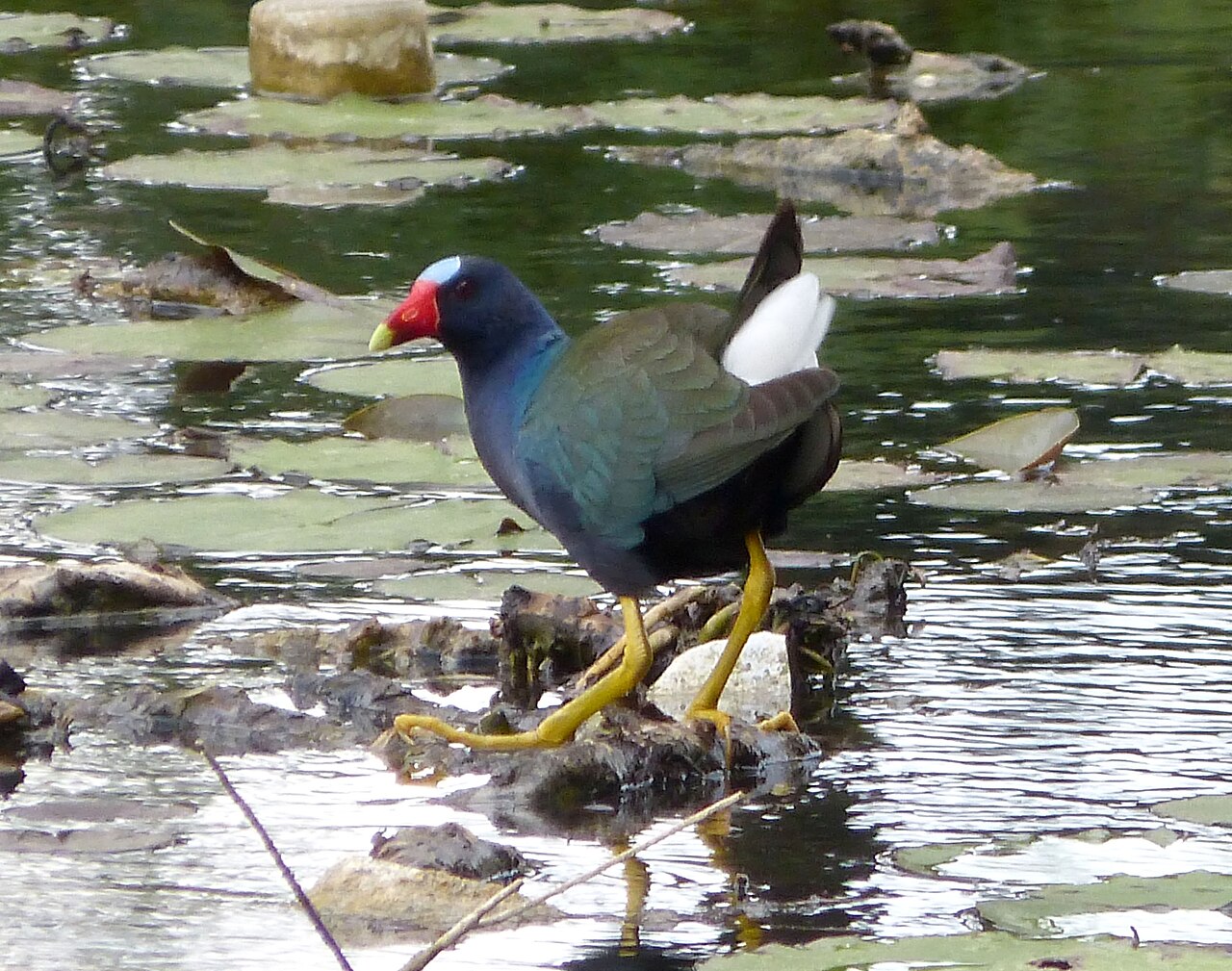 Purple Bird: 11 Species With Purple Feathers and What Counts
