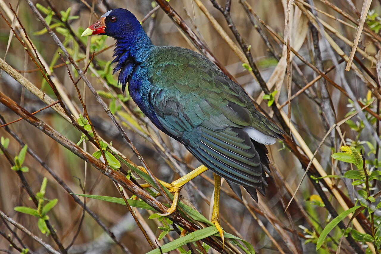 Purple Gallinule: The Most Purple Bird in North America