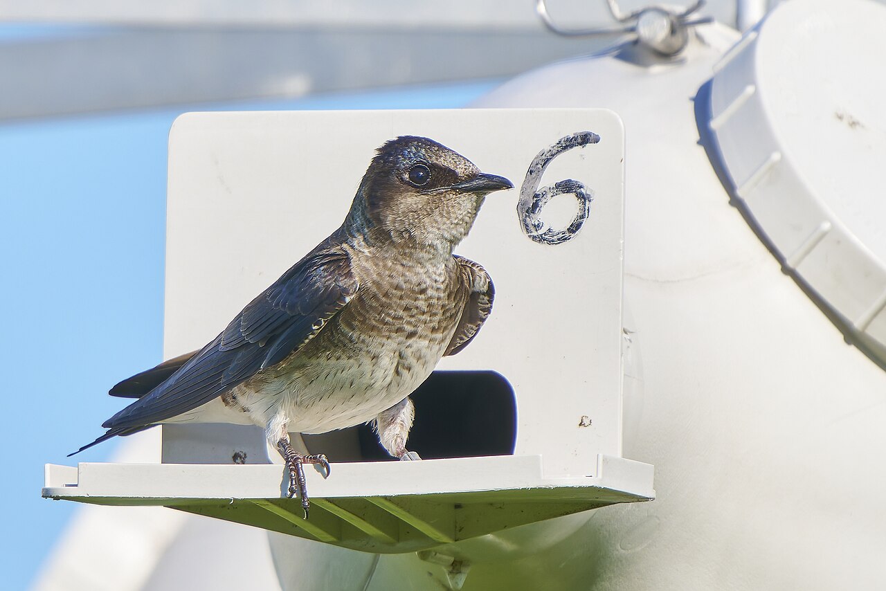 Purple Martin: Glossy Blue Purple in Direct Light