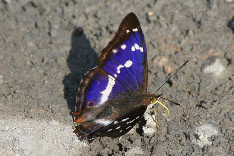 Purple Emperor Butterfly: Why the Purple Comes and Goes