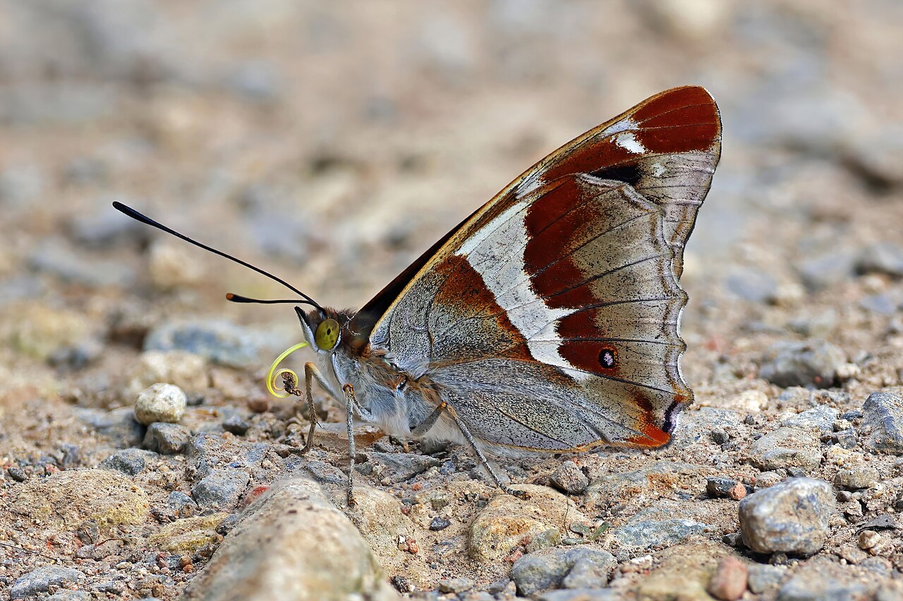 Do Purple Emperor Butterflies Eat Meat?