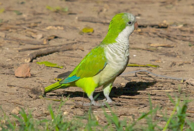 Quaker Parrot: Talking, Temperament, Cost, and Where It Is Illegal