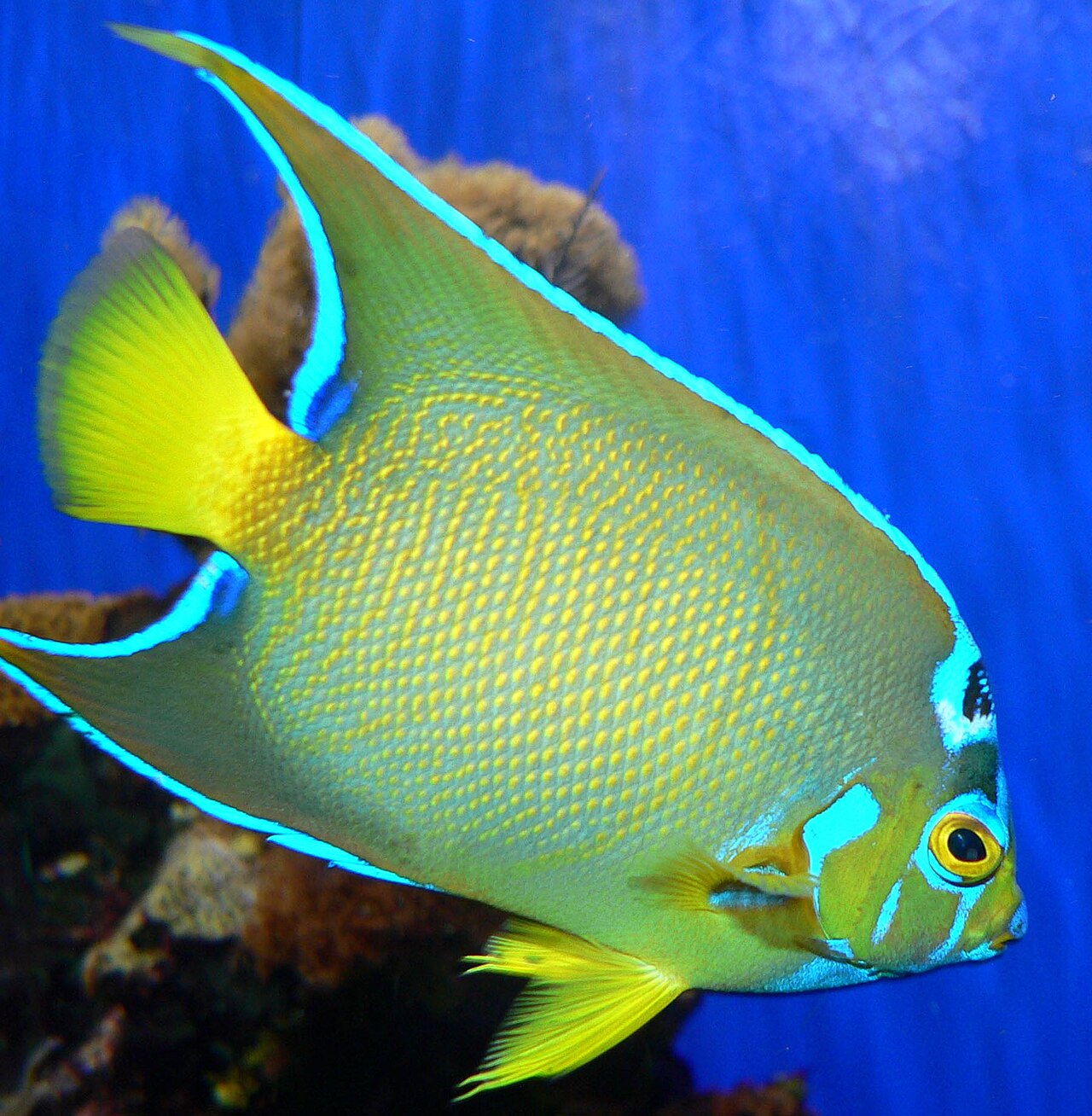 Queen Angelfish: Size, Diet, Price, and Tank Reality Check