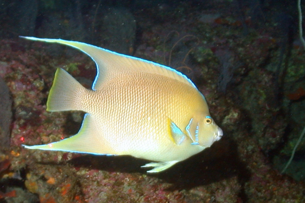 How Big Do Queen Angelfish Get?
