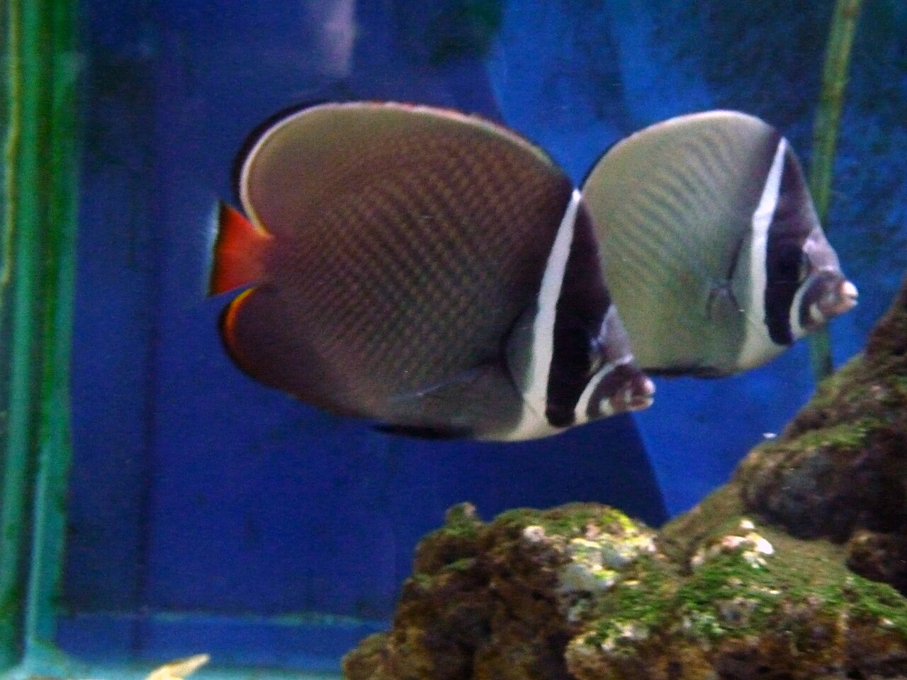 What Do Queen Angelfish Eat?