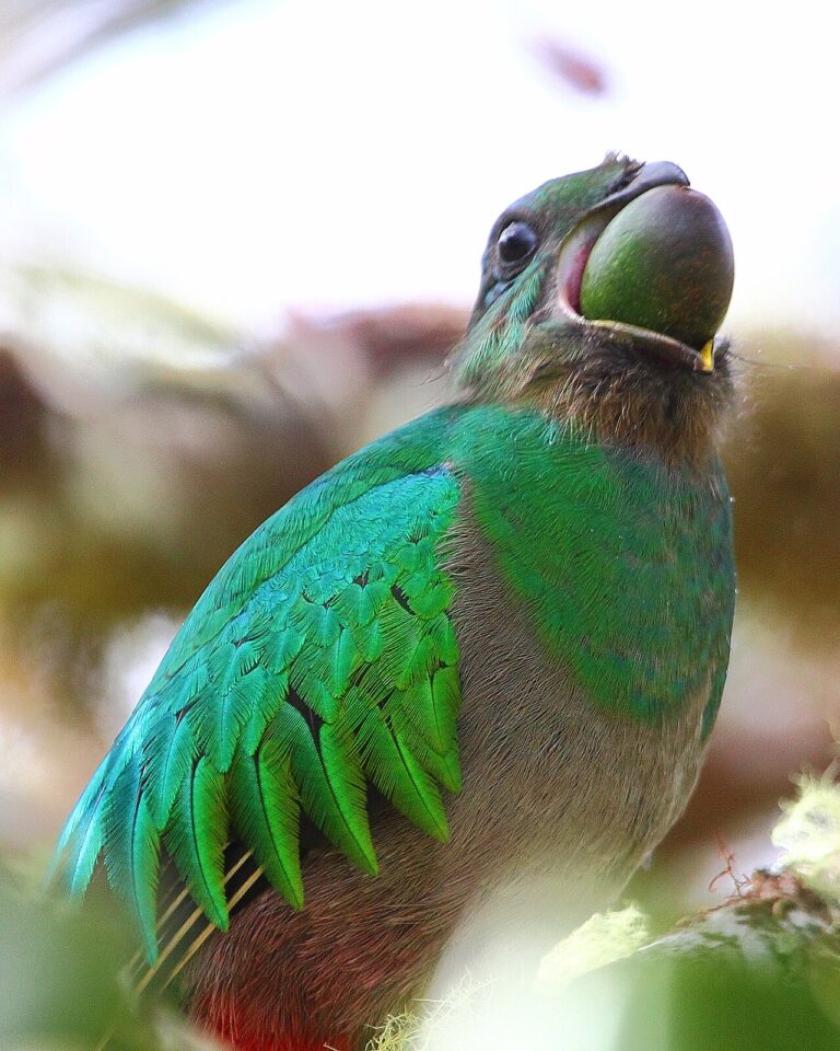 Quetzal: 6 Species, 3 Foot Tails and Where to See One