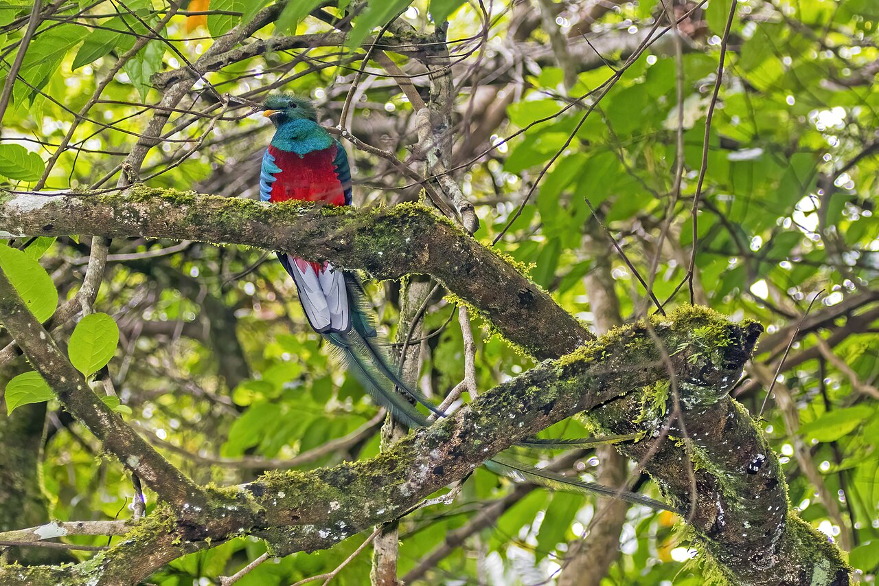 The Quetzal Species