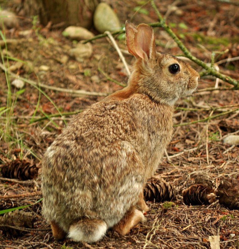 Rabbit Sounds: Thumping, Screaming, and Tooth Grinding