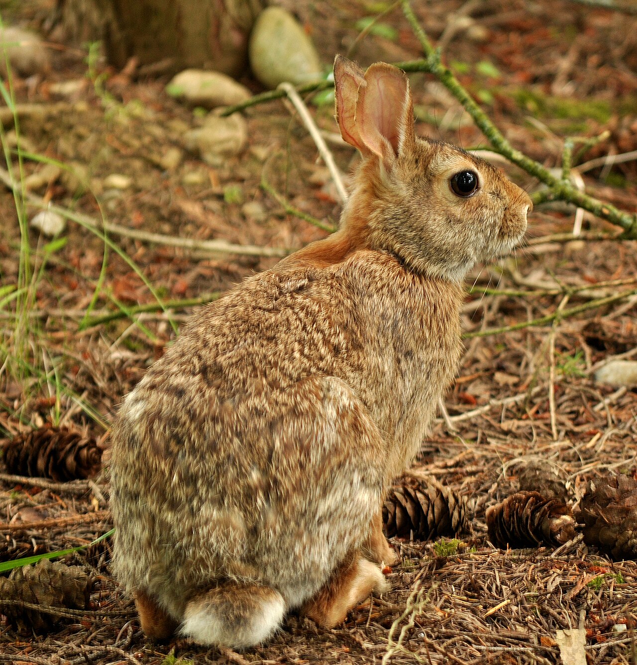 Rabbit Sounds: Thumping, Screaming, and Tooth Grinding