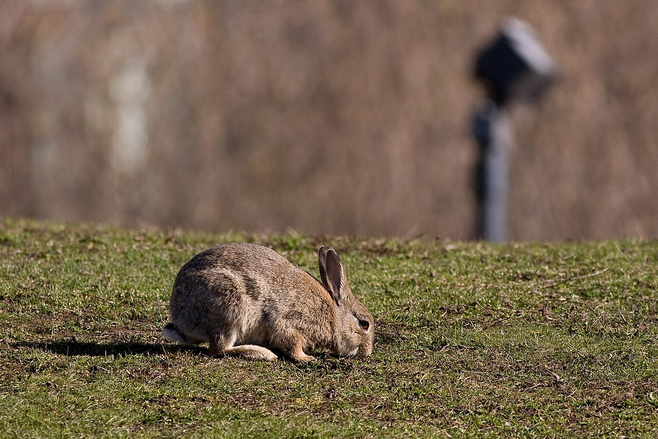 Why Rabbits Scream