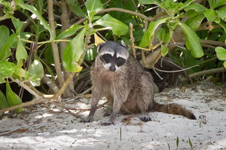 Raccoon Lifespan: 2 to 3 Years Wild, 20 in Captivity