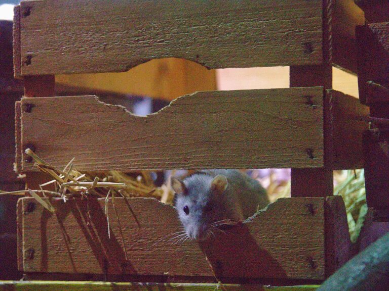 Rat Lifespan: 2 Years as a Pet, Under 1 in the Wild