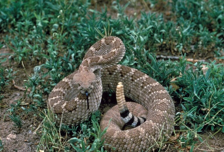 Rattlesnake Sound: What It Means and 5 Noises That Fool You