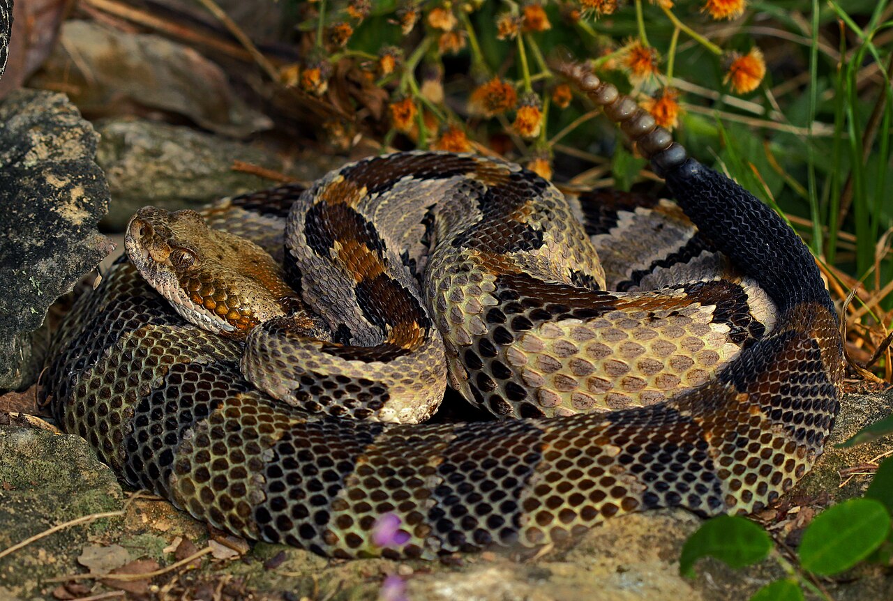 How a Rattlesnake Makes the Noise