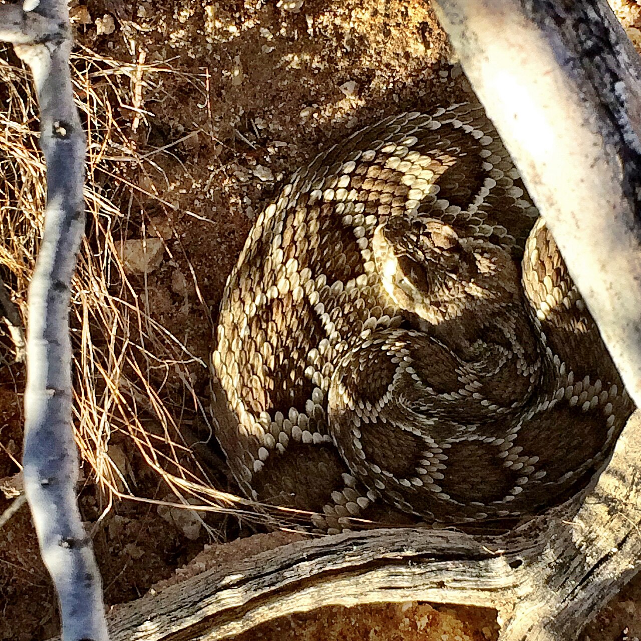 How Far Away Can You Hear a Rattlesnake Rattle?