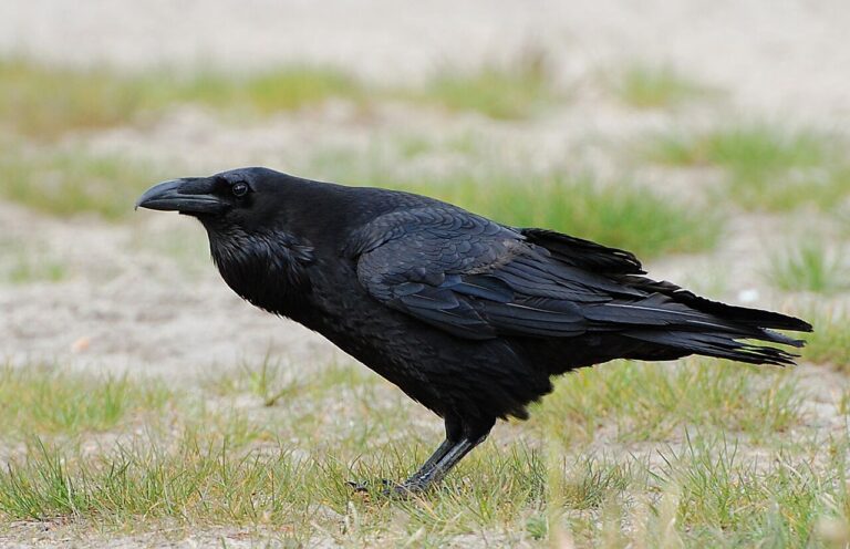 Raven Sounds: The Croak, the Knock, and Every Other Call