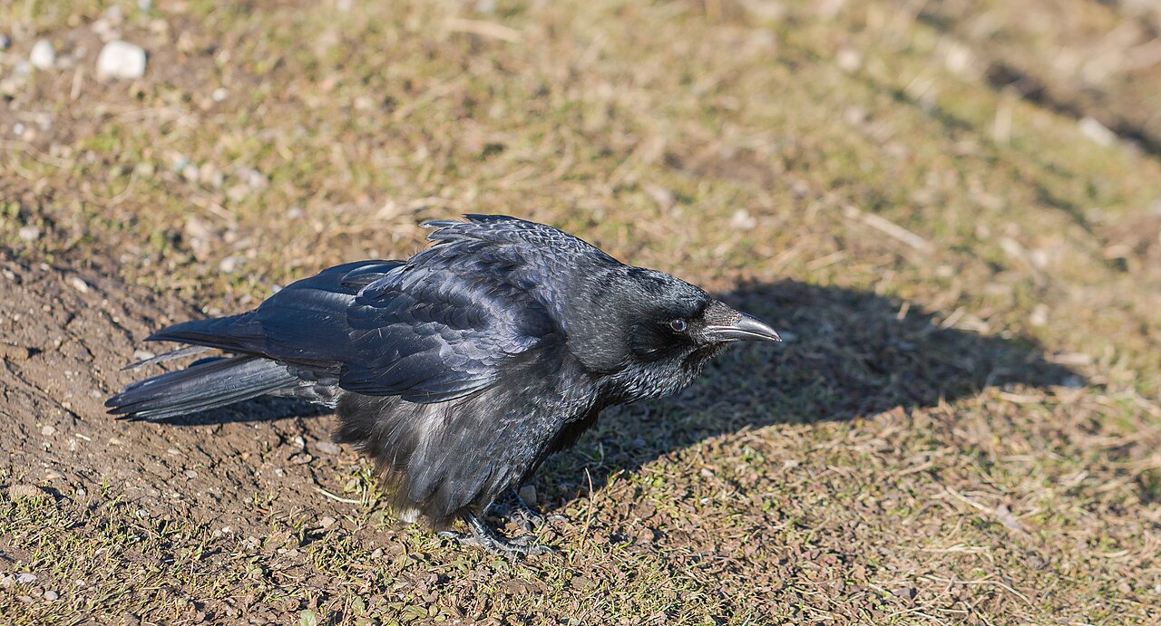 The Deep Croak: The Raven's Signature Call