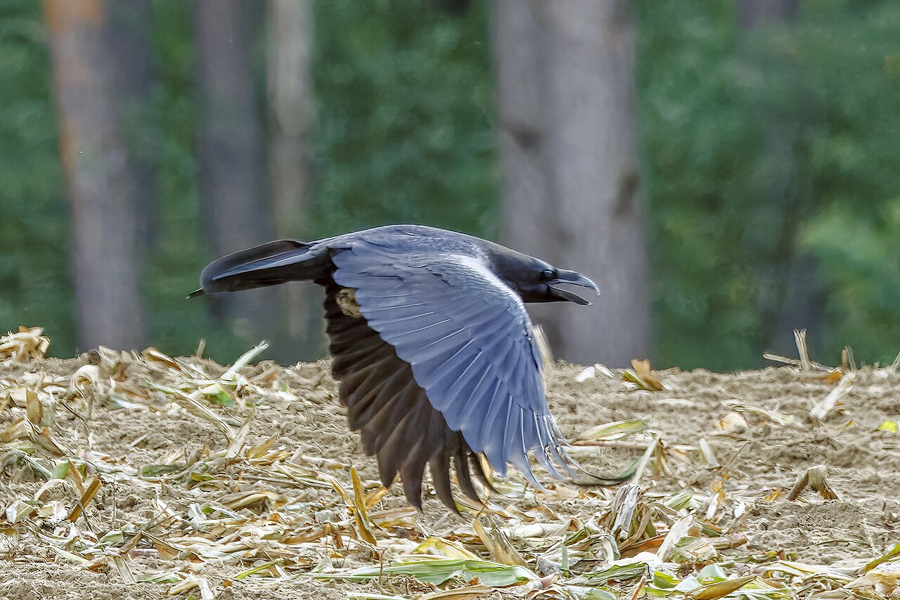 Raven Sounds vs Crow Sounds