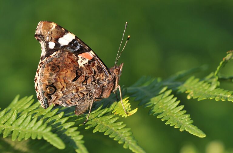Red Admiral Butterfly: ID, Nettles, and Why It Lands on You