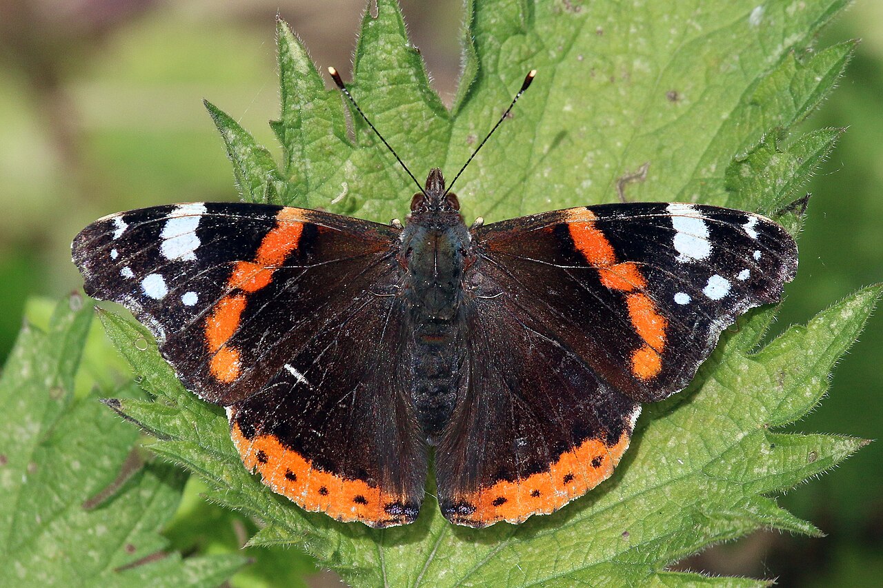 What Is the Host Plant for Red Admirals?